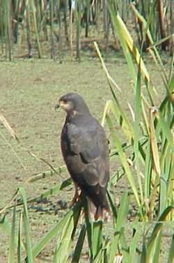 Rostrhamus sociabilis - Caracolero 000.jpg