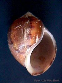 Pomacea interrupta 000p.jpg