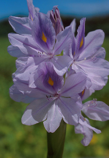 Archivo:Water hyacinth bloom.jpg