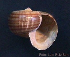 Archivo:Pomacea glauca orinocensis 000p.jpg