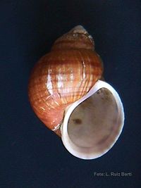 Pomacea superba 000.jpg