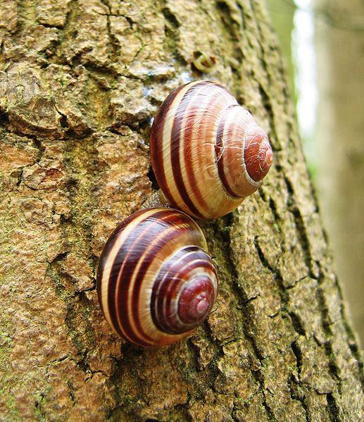 Archivo:Cepaea nemoralis pair banded shells.jpg