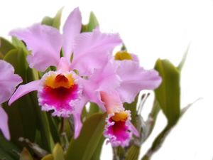 Cattleya mossiae.jpg