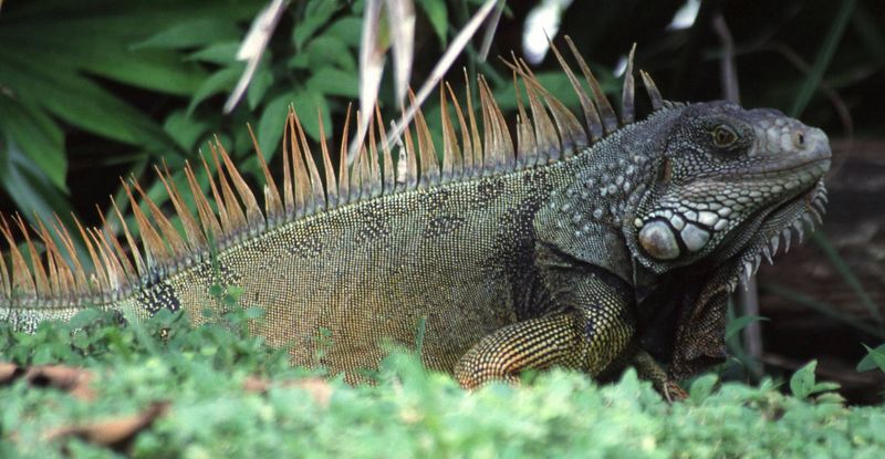 Archivo:Iguana Iguana.jpg