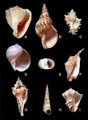 Prosobranchia varios 000.jpg