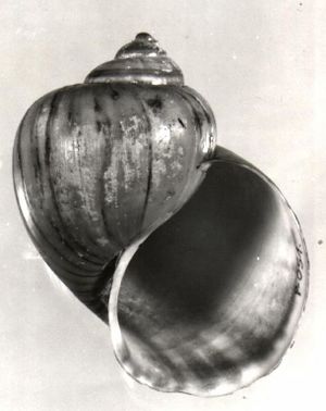 Pomacea urceus guayanensis 000.jpg