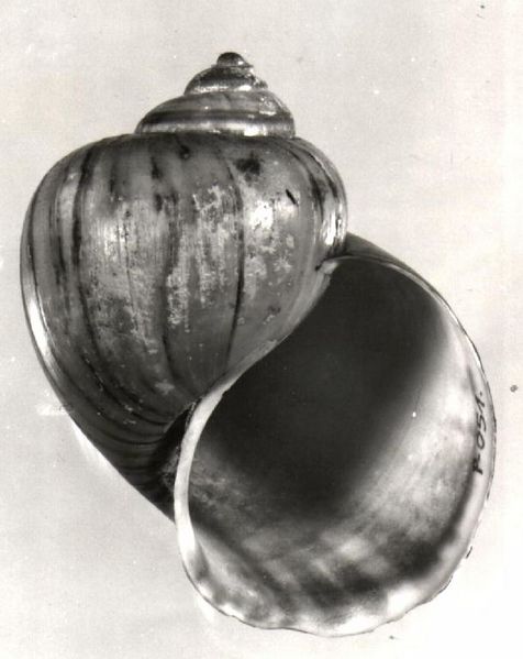 Archivo:Pomacea urceus guayanensis 000.jpg