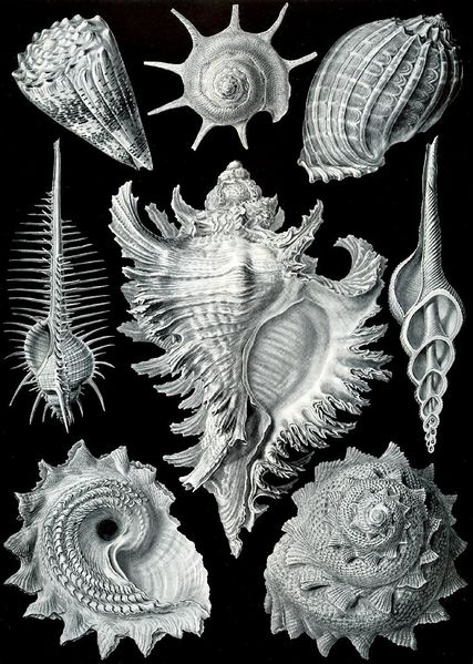 Archivo:Haeckel Prosobranchia.jpg