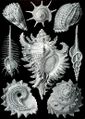 Haeckel Prosobranchia