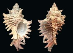 Chicoreus brevifrons