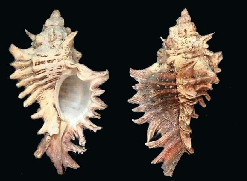 Archivo:Chicoreus brevifrons 1.jpg