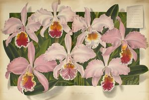 Cattleya mossiae 3.jpg