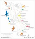 Miniatura para Archivo:Mapa rutas migratorias aves.jpg