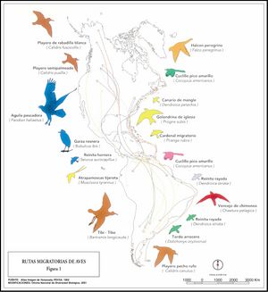 Mapa rutas migratorias aves.jpg