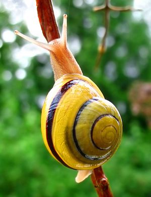 Cepaea ortensis.jpg