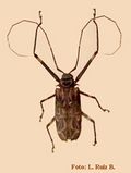 Centruroides