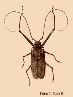 Acrocinus longimanus (Linnaeus, 1758)
