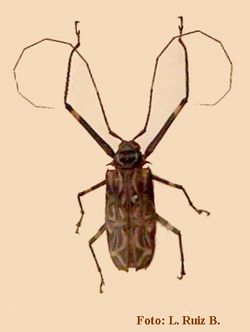 Acrocinus longimanus (Linnaeus, 1758)