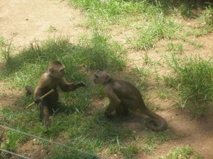 Mono capuchino Cebus olivaceus.jpg