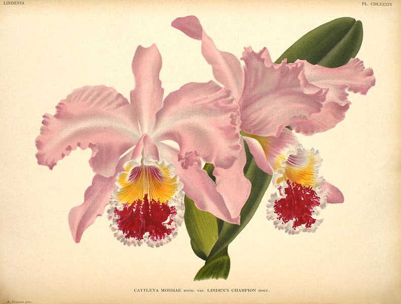 Archivo:Cattleya mossiae 2.jpg