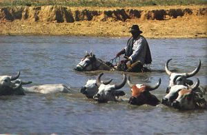 Llanero cruzando rio con ganado en los llanos.jpg