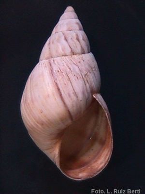 Oxistila maracaibensis 009.jpg