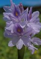 Water hyacinth bloom.jpg