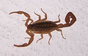 Centruroides vittatus.jpg