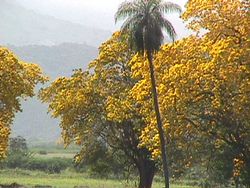 Tabebuia chrysantha