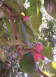 Terminalia catappa