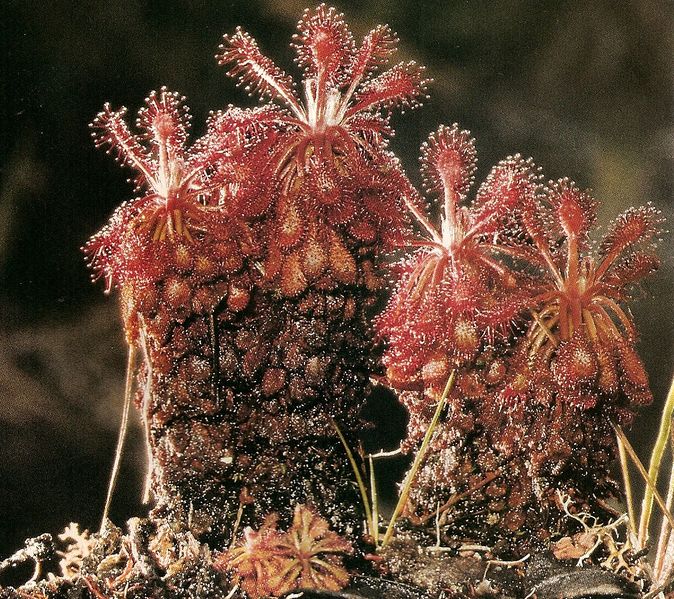 Archivo:Drocera roraimae.jpg