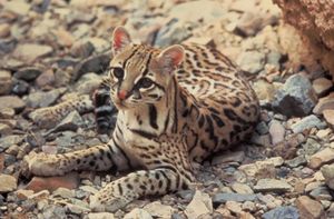 Ocelote Leopardus pardalis.jpg