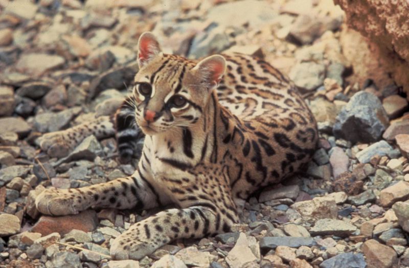 Archivo:Ocelote Leopardus pardalis.jpg