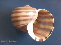 Pomacea supeba