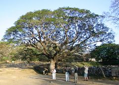 Terminalia catappa