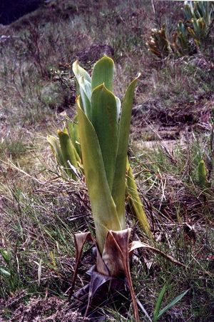 Broccinia species edit .jpg