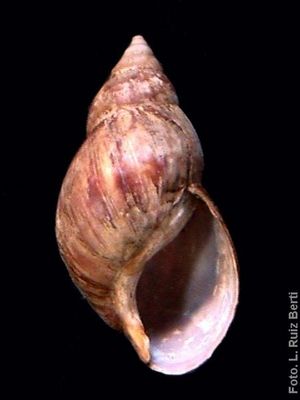 Achatina fulica 001.jpg