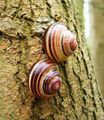 Cepaea nemoralis