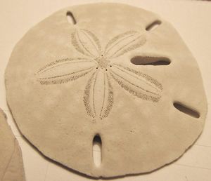 Keyhole sand dollar 01.jpg